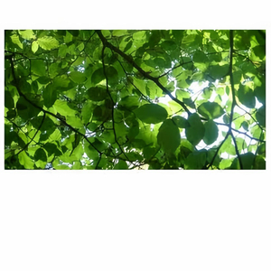 人妻毛片A一级毛片免费看
